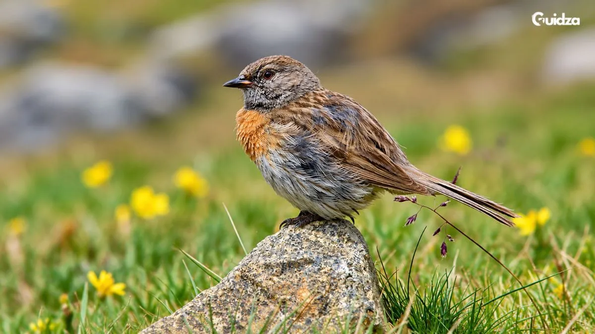bird watching in ladakh